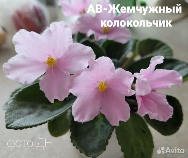 Детки сортовой фиалки (мини) ав-Жемчуж.Колокольчик