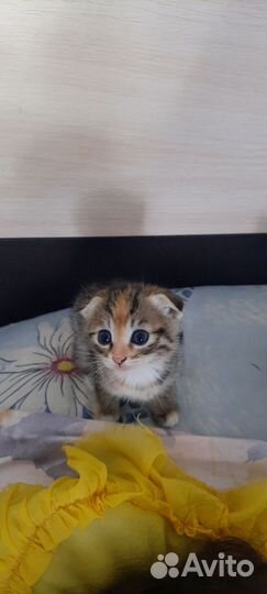 Кошка в дар бесплатно