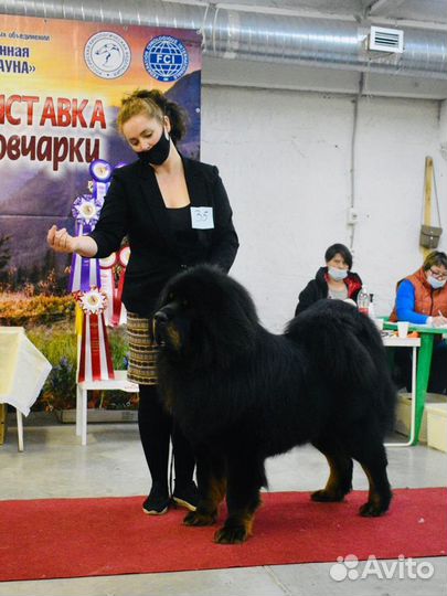 Тибетский мастиф