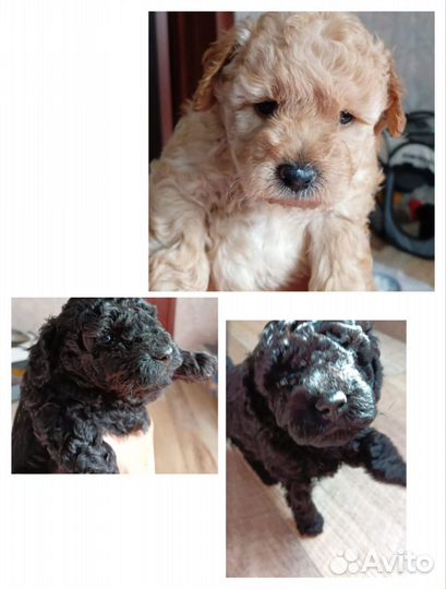 Той-пудель мини