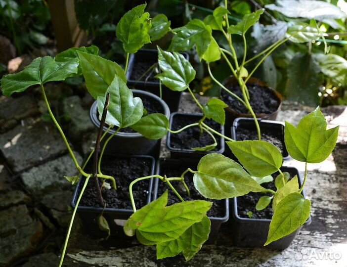 Фатсия японская