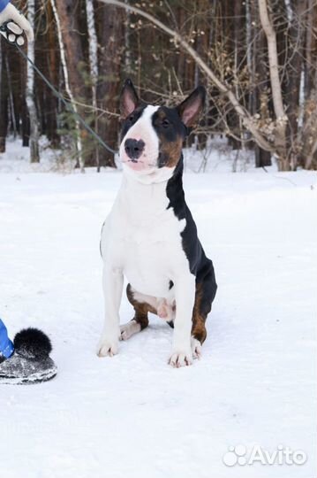 Вязка бультерьер стандартный