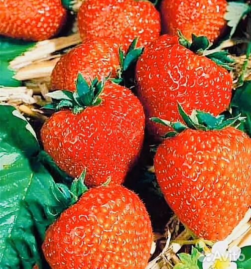 Клубника ремонтантный сорт каскад