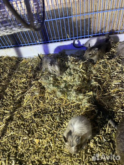 Чилийская белка дегу