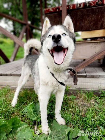 Собачка в добрые руки