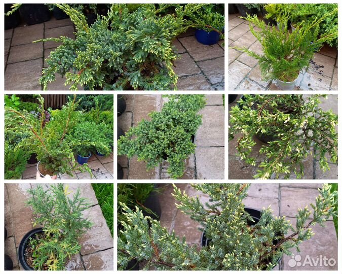 Можжевельник