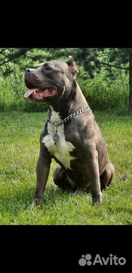 Американский булли xl