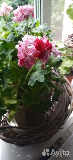 Пеларгония герань