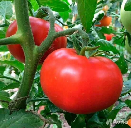 Рассада помидор и перцев