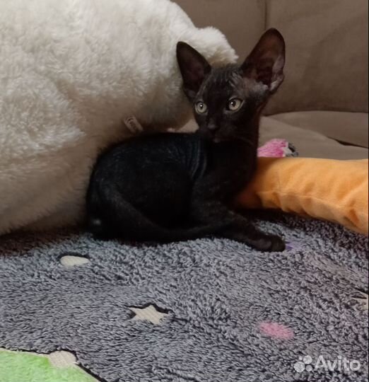 Котята сфинкс