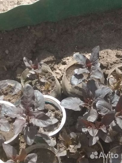 Вербейник краснолистный и обычный