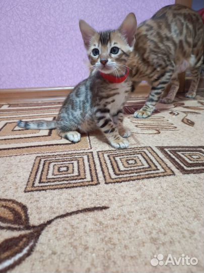 Бенгальские котята