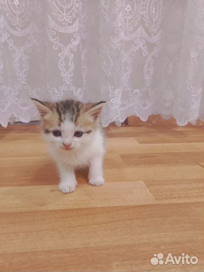 Котенок в добрые руки, мать вислоухая