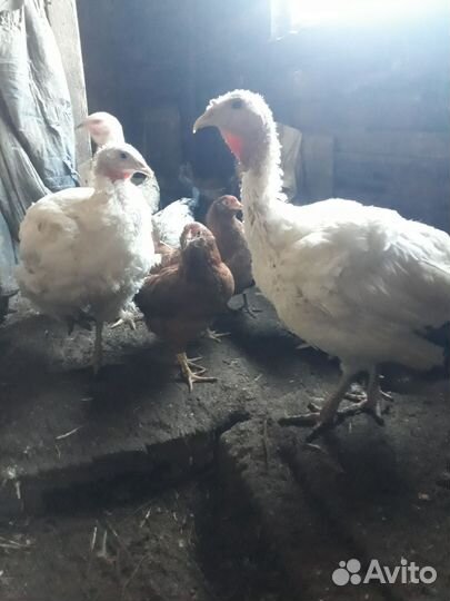 Куры,перепела,цыплята