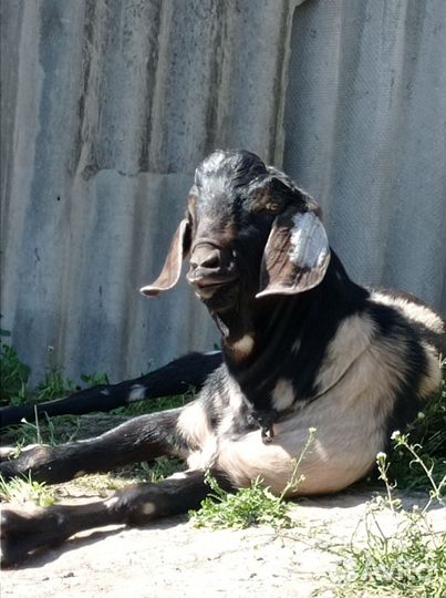 Нубийский козел