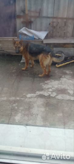 Немецкая овчарка вязка