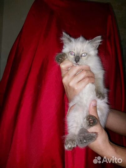 Кошки
