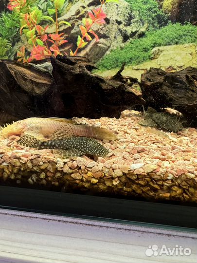 Сом Ансцитрус(самцы)