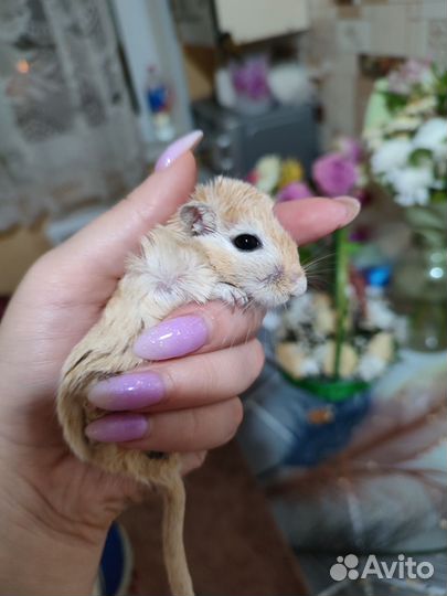 Мышь песчанка