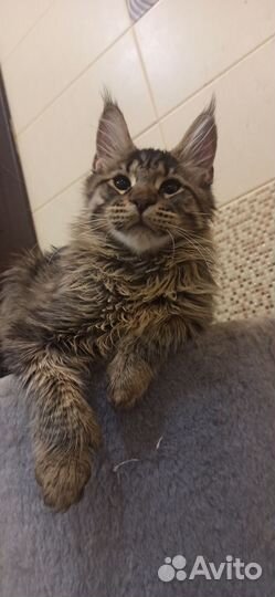 Мейн-кун полидакт