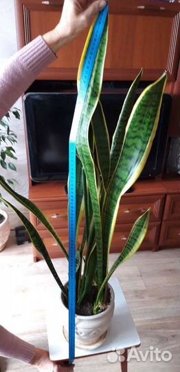 Сансевиерия Лауренти