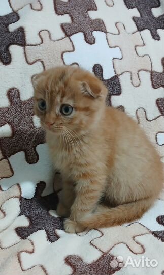 Вислоухий котик