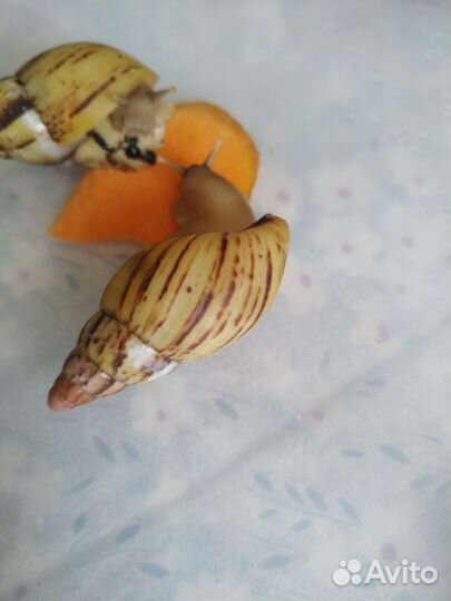 Лимиколярия Караколус