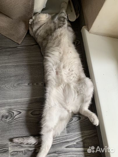 Шотландская кошка