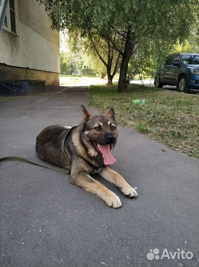 Барон ищет дом