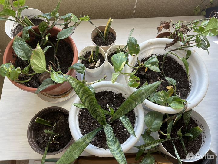 Комнатные цветы