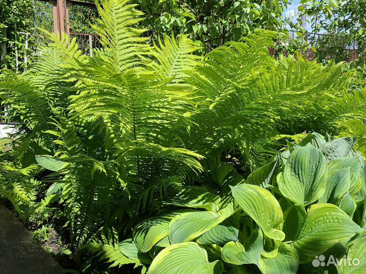 Папоротник садовый