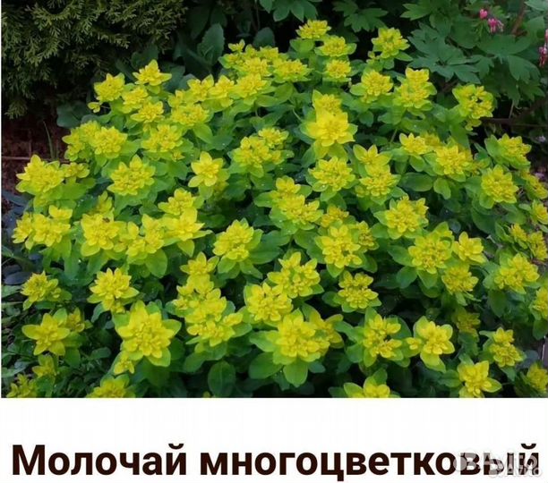 Молочай