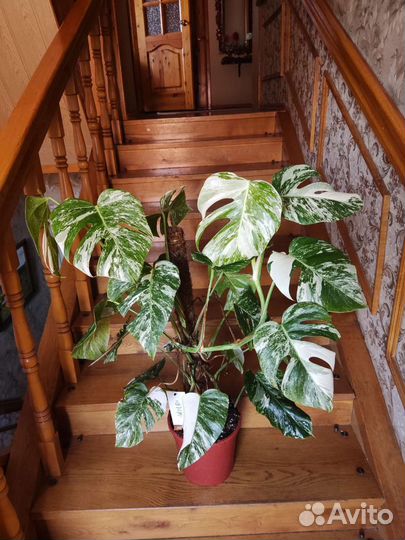 Монстера вариегатная альба
