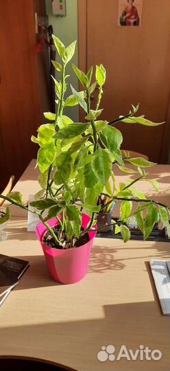 Цветок комнатный