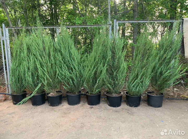 Можжевельник скальный Блю Эрроу ком