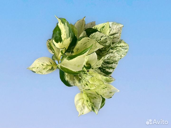 Эпипремнум Хэппи Лиф 12/25