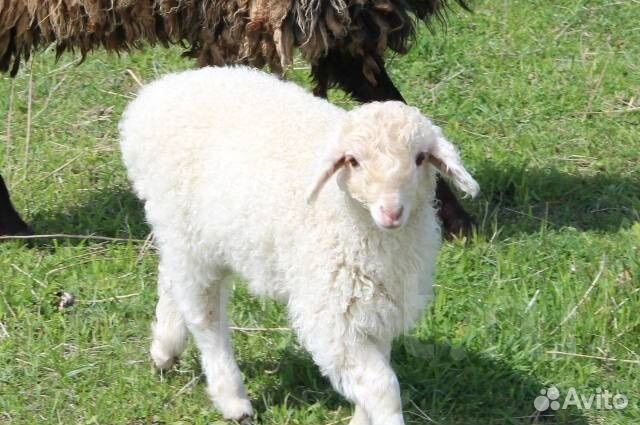 Заготовитель крс мрс