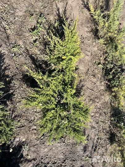 Можжевельник казацкий голубой