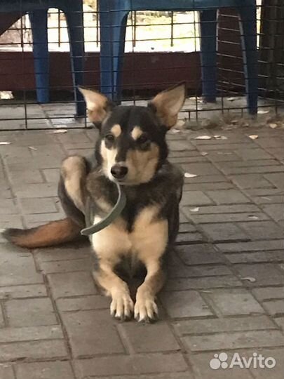 Небольшая спокойная собачка