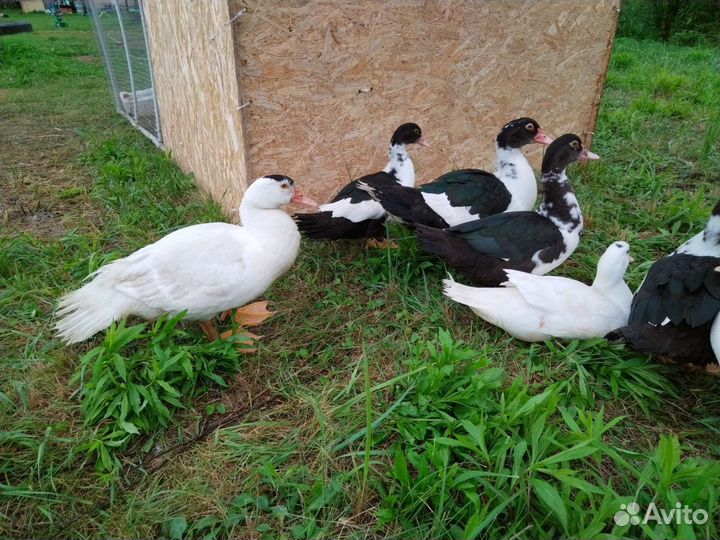 Мускусные утки селезни индоутки разного возраста