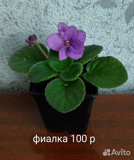 Бегонии, фиалка