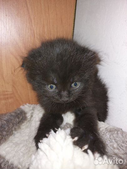 Черный котенок вислоухий