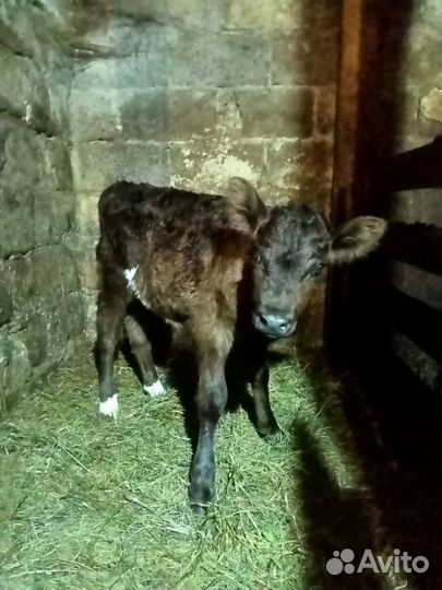 Телята телочки