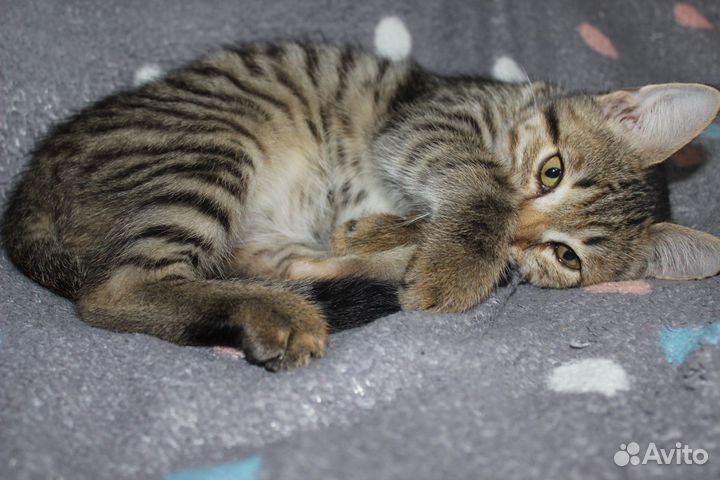 Отдам в добрые руки котенка