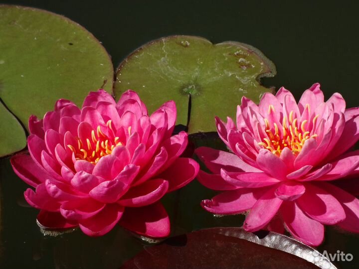 Нимфеи (водные лилии), растения, рыбы для пруда