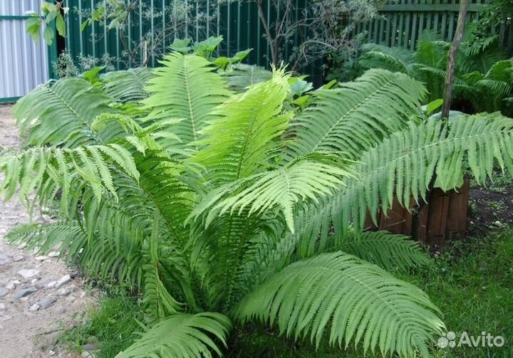 Папоротник страусник садовый