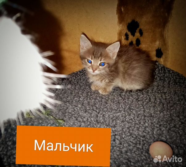 Котята ищут дом