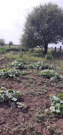 Участок 10 сот. (СНТ, ДНП)