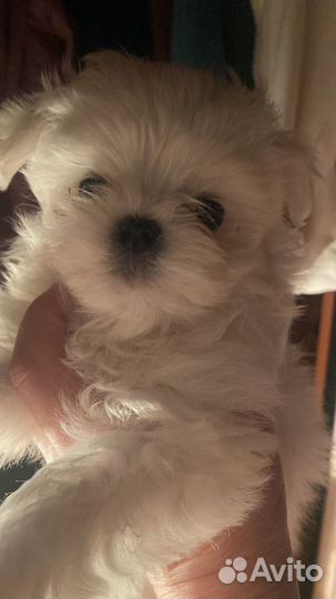 Щенки мальтезе мини