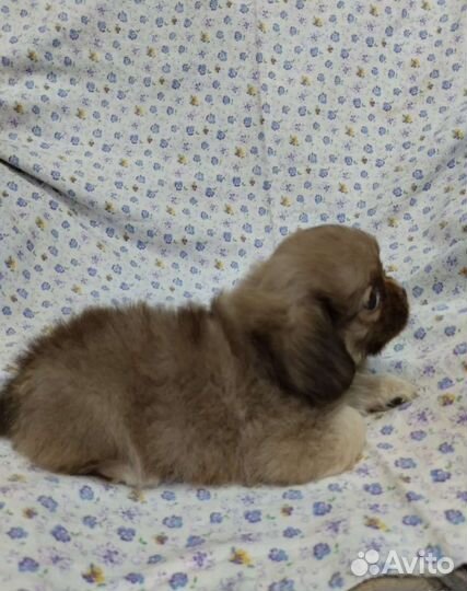 Щенки пекинеса